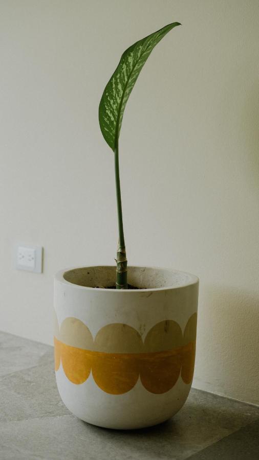 Xperience Tulum Hotel Exterior photo A cutting of Monstera deliciosa